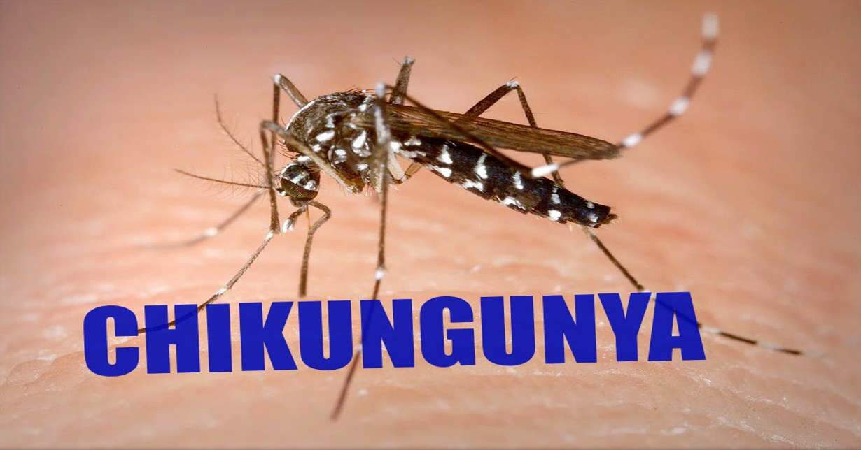 WR Contra Chikungunya