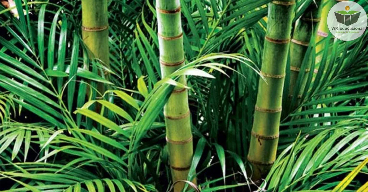 Cursos de Métodos para o manejo correto do Bambu