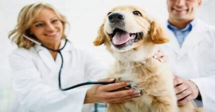 Objetivos dos cursos de Saúde Animal