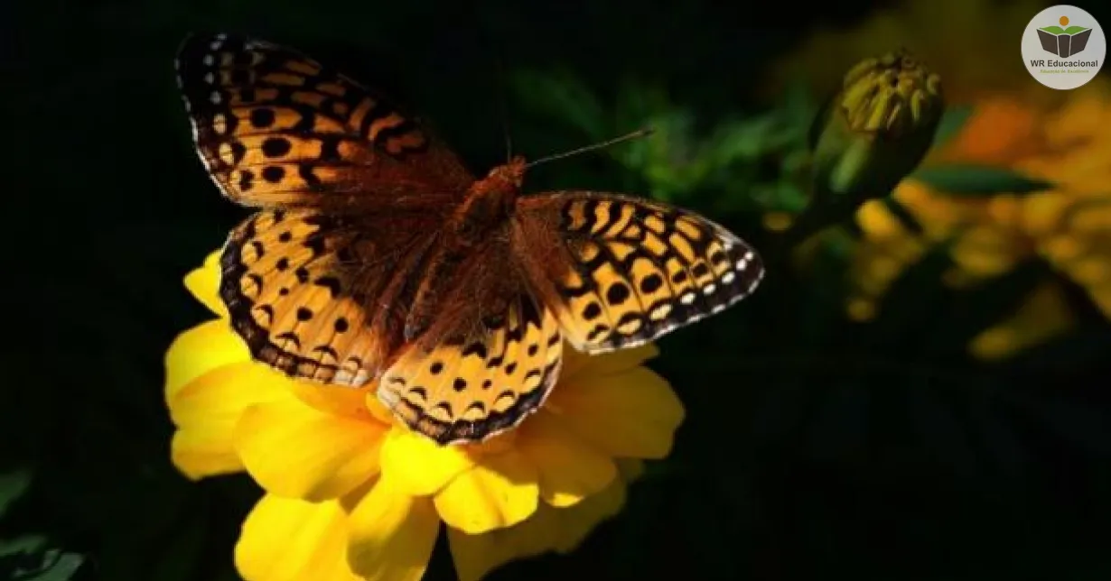 Curso Online Grátis de A importância da biodiversidade