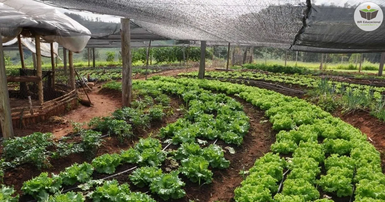 Curso Online Grátis de Noções Básicas em Agricultura Orgânica Curso Online Grátis de Noções Básicas em Agricultura Orgânica