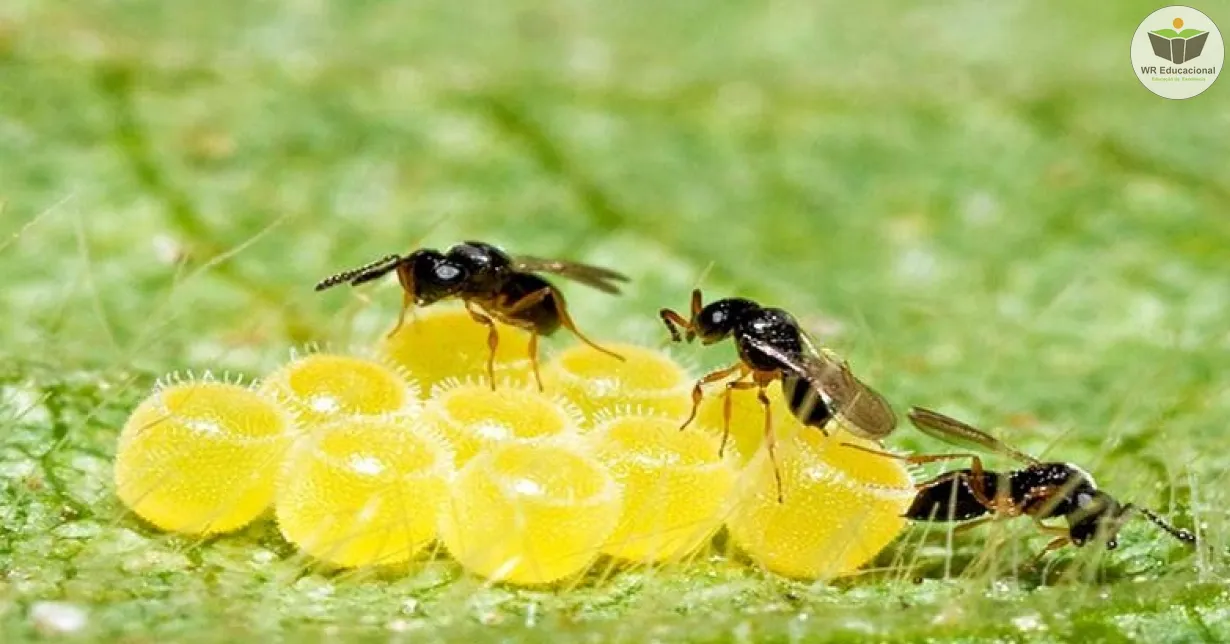 Cursos de Controle Biológico E Manejo De Pragas Na Agricultura Sustentável