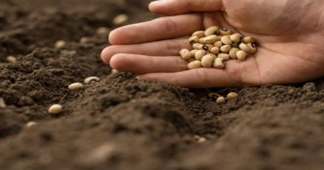 Cursos de Controle de qualidade de sementes de hortaliças