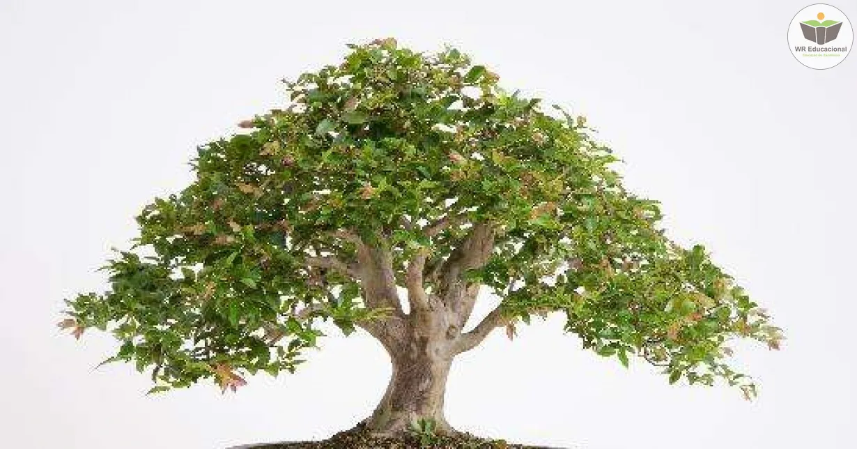 Curso Online Grátis de Cultivo de Bonsai