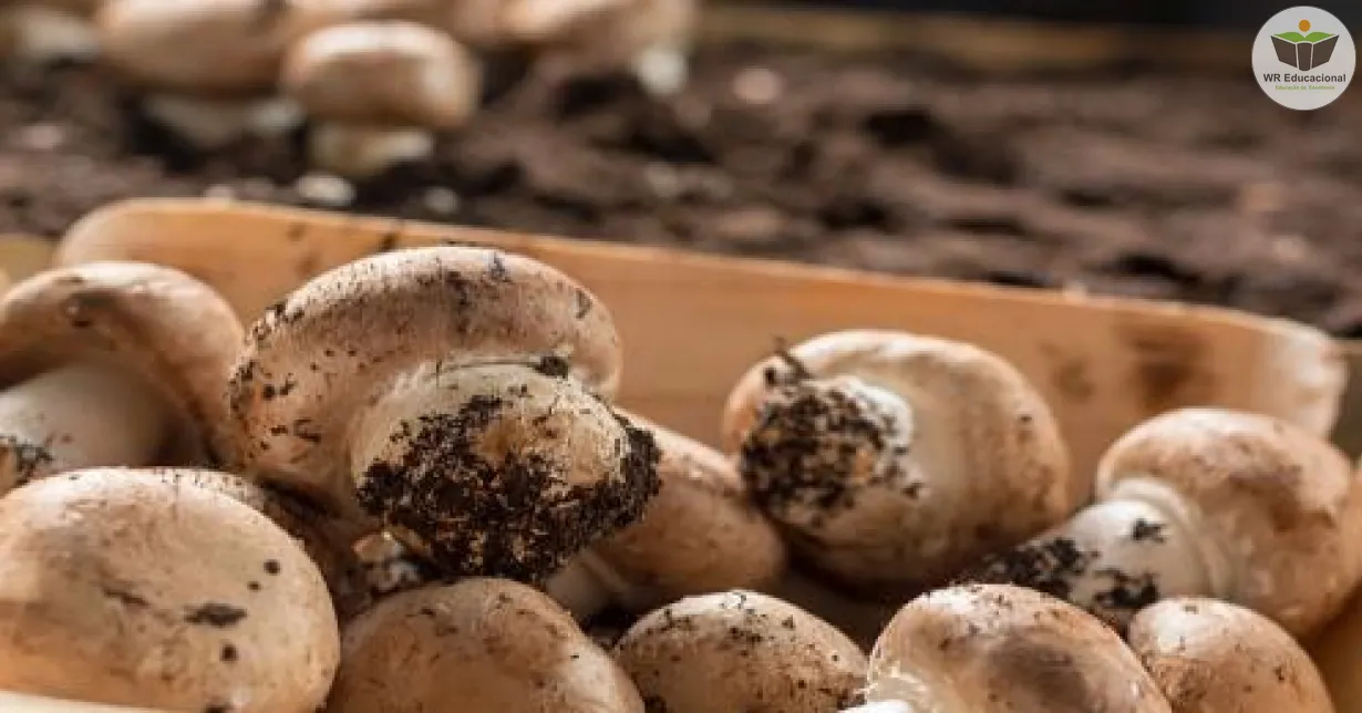 Curso Online Grátis de Cultivo de Cogumelo e Champignon