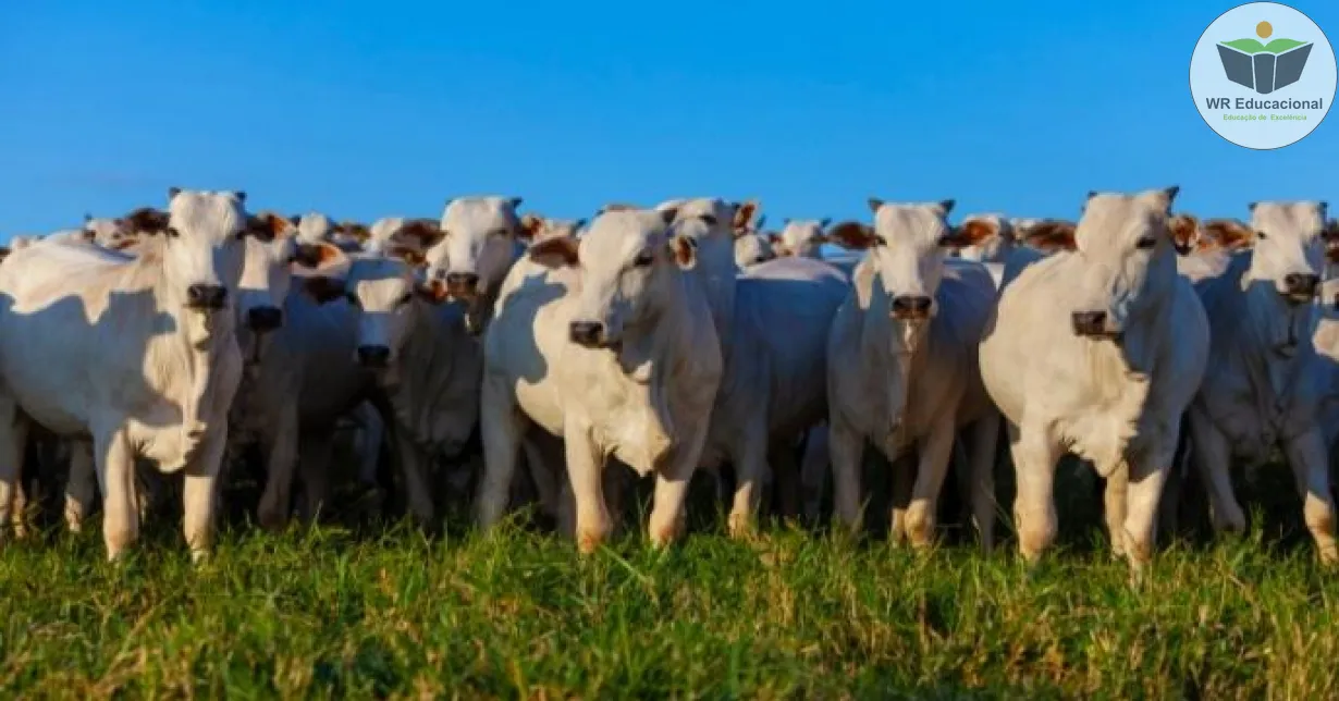 Curso Online Grátis de Suplementação para animais em pasto