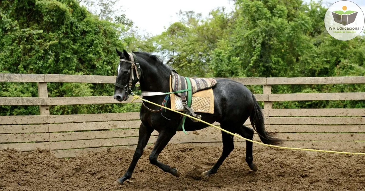 Curso Online Grátis de Doma de Cavalo