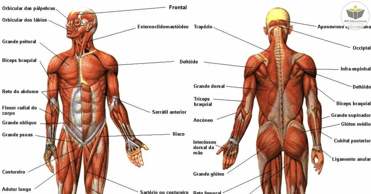 Cursos de Noções Básicas à Anatomia dos Sistemas