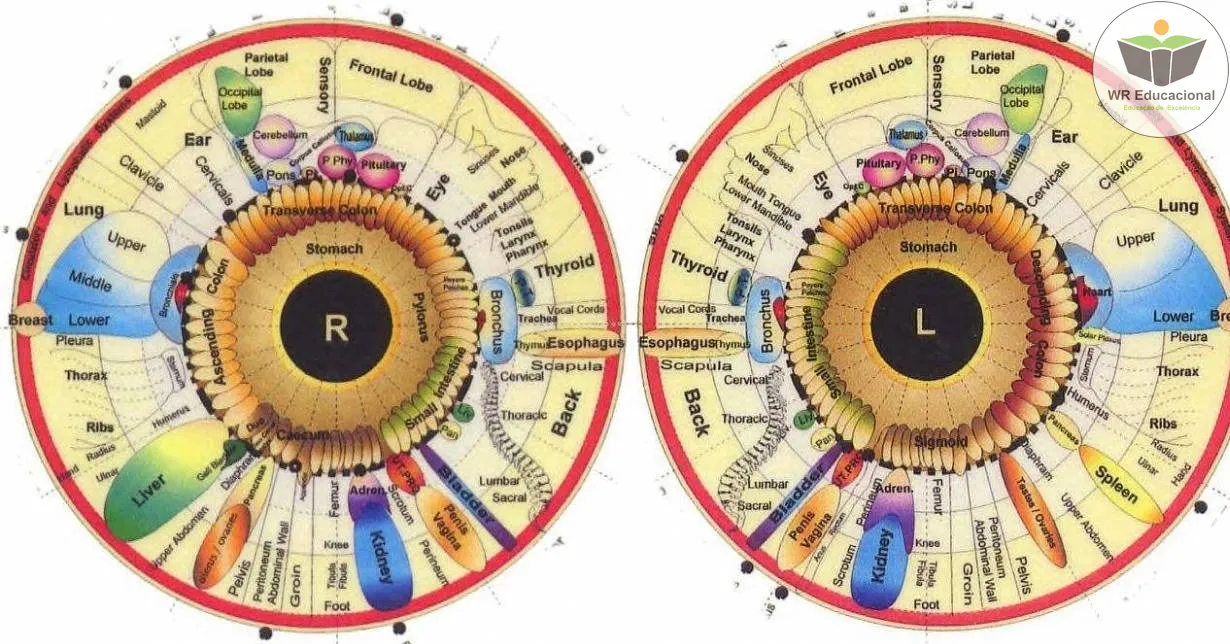 Cursos de Noções Básicas em Iridologia