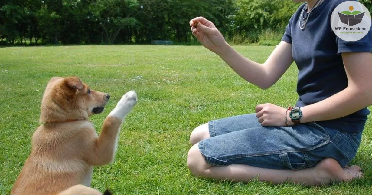 Cursos de Adestramento de Cães