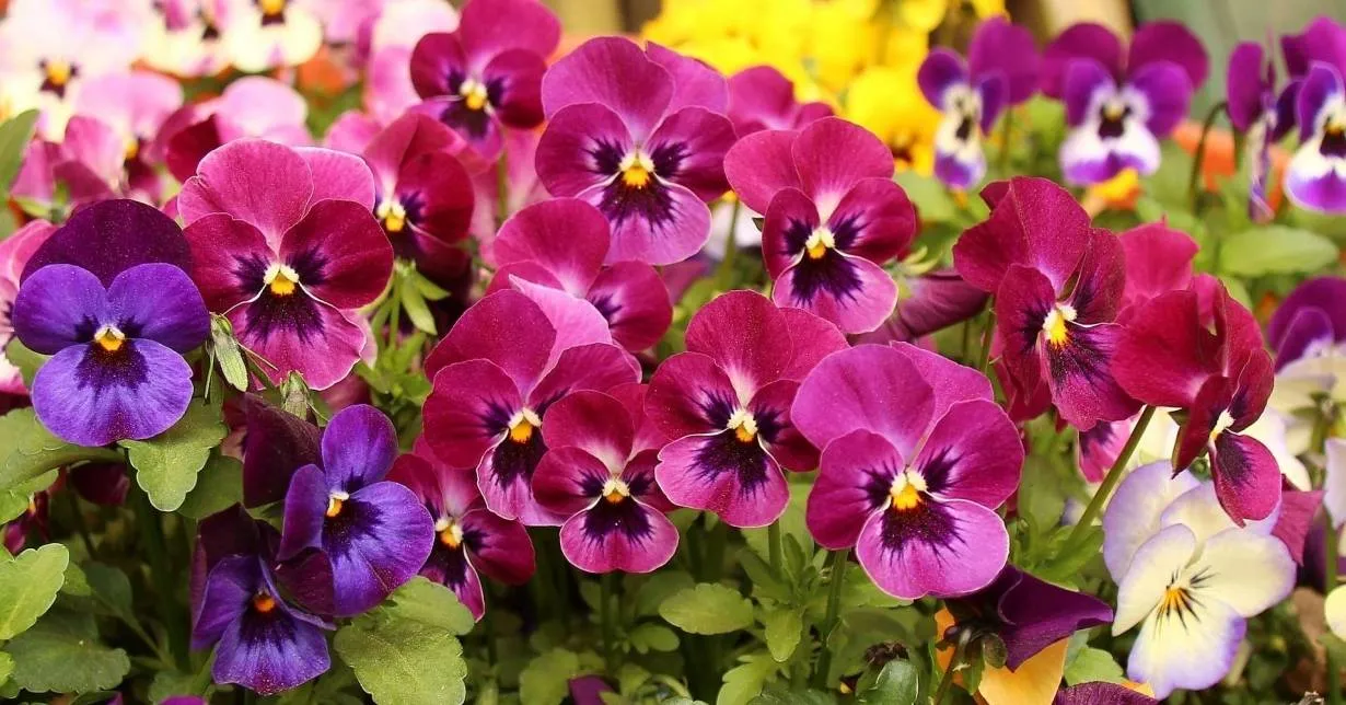 Curso Online Grátis de Noções Básicas em Floricultura