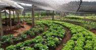noções básicas em agricultura orgânica