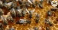 básico em <b style='color:#b36100'>apicultura</b>