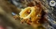 Cursos de CRIAÇÃO DE ABELHAS NATIVAS SEM FERRÃO