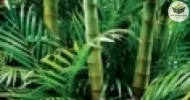 métodos para o manejo correto do bambu