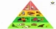 pirâmide <b style='color:#E97F02'>alimentar</b> <b style='color:#E97F02'>escolar</b>