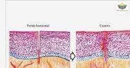 Cursos de NOÇÕES BÁSICAS EM HISTOLOGIA
