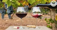 especialização em vinhos