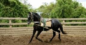 Curso Online Grátis de DOMA DE CAVALO