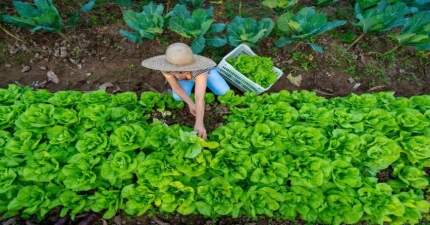 introdução dos cursos de Agricultura