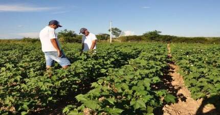 Vantagens em Fazer um Curso de Agricultura