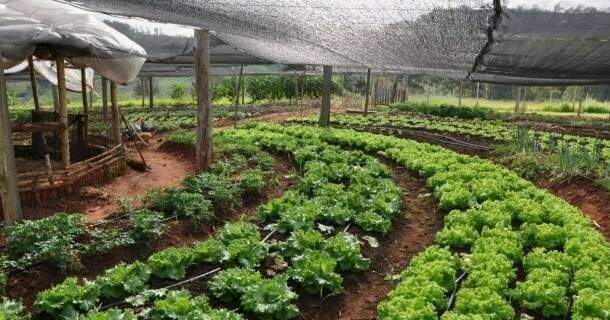 Noções Básicas em Agricultura Orgânica 