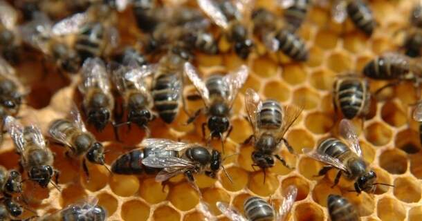 básico em apicultura