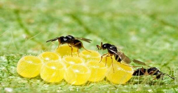 Controle Biológico e Manejo de Pragas na Agricultura Sustentável 