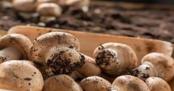 cultivo de cogumelo e champignon