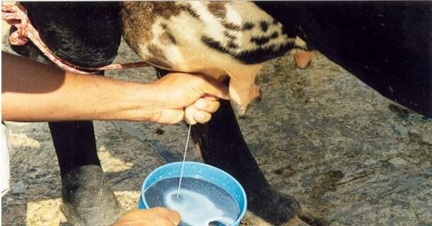 Noções Básicas em Mastite Bovina 