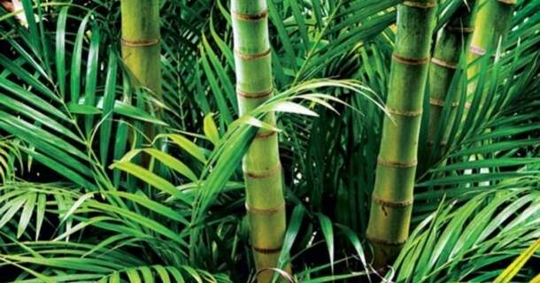métodos para o manejo correto do bambu