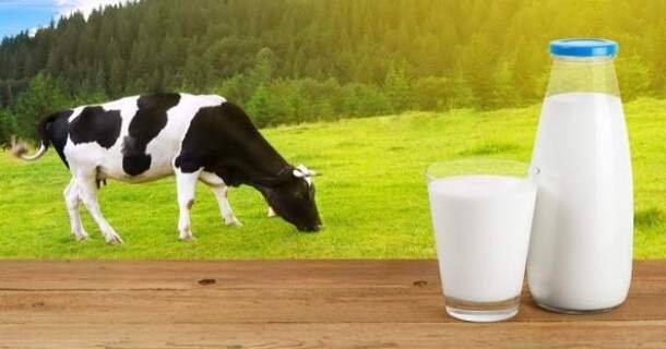 noções básicas em bovinocultura leiteira
