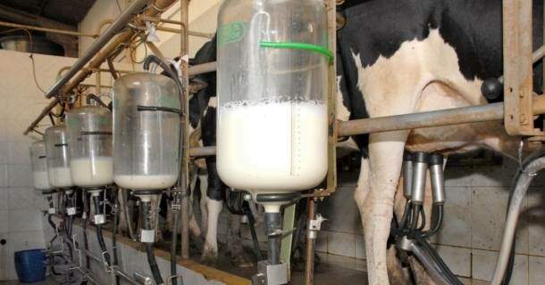noções básicas em produção de leite
