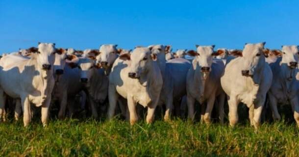 Suplementação para Animais em Pasto 