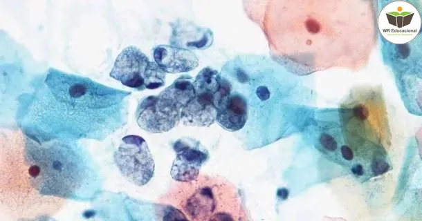 WR Educacional Cursos Gratuitos Com Certificado Válido