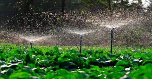 Métodos Artificiais de Propagação, Local de Cultivo e Plantio das Mudas no Jardim 