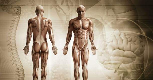 noções básicas em anatomia humana