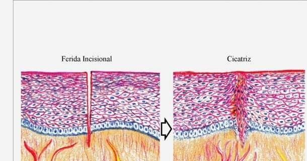 Noções Básicas em Histologia 