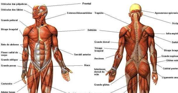 Noções Básicas à Anatomia dos Sistemas 