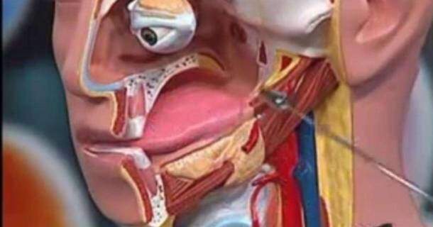 Noções Básicas em Anatomia dos Sistemas 