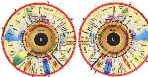 Noções Básicas em Iridologia 