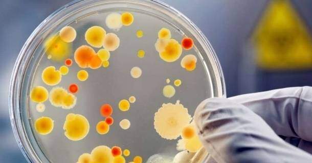 Noções Básicas em Microbiologia 