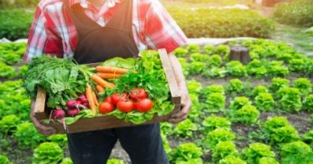 Noções Básicas da Produção de Sementes de Hortaliças para a Agricultura Familiar 