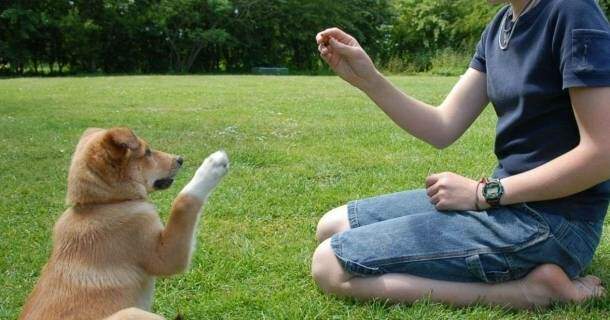 Adestramento de Cães 