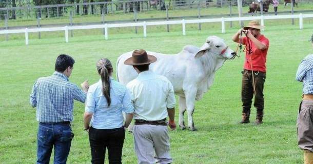 Auxiliar em Agropecuária 