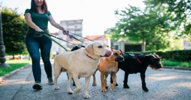 Dog Walker 